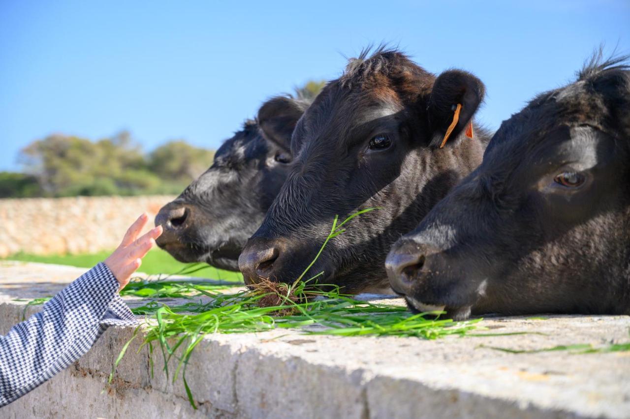 Llucmacanes Gran Agroturismo 마혼 외부 사진